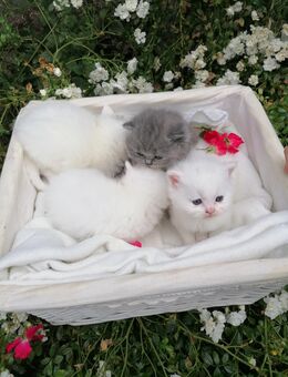 Britische Kurzhaarige Kitten - Kyritz