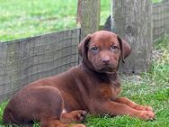 Rhodesian Ridgeback mit Papieren - Westerkappeln