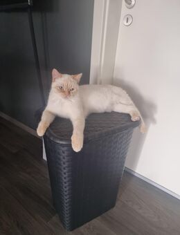 Wunderschöner Red Point BKH jung Kater 8 Monate alt - Oberhausen