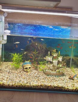 60 l Aquarium mit Fischen - Merseburg