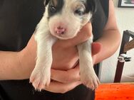 Miniature Australian Shepherd Welpen - Herten