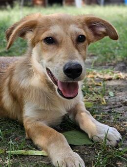 Ares- Couchplätzchen gesucht - Nürnberg