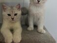 Britisch Kurzhaar Kater 🐈‍⬛ in 87700