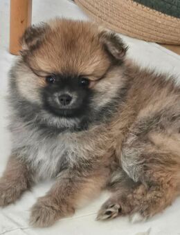 Pomeranian Zwergspitz Welpen - Eberswalde