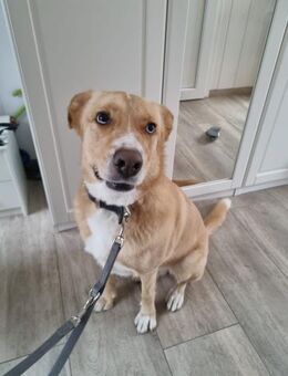 Diego aus 45659 Recklinghausen - Velbert