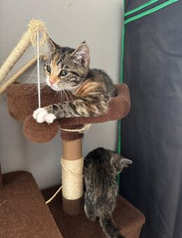 Hauskatze - Herford (Hansestadt)