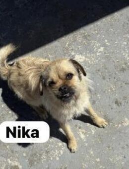 Nika wurde von Touristen gefüttert - Berlin