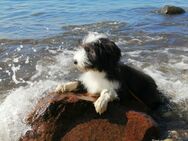 Bearded Collie Welpe sucht liebe Familie - Rabenau (Sachsen)