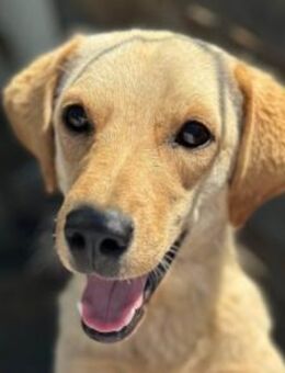 Nelio 💗 junger, verspielter Labi-Mix - Hamburg