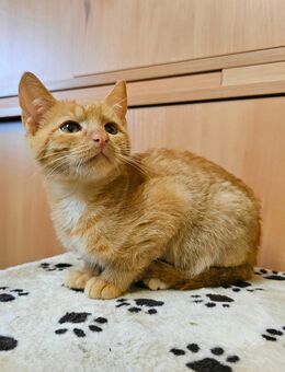 Kätzchen 5 Monate alt - Iphofen