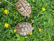 NZ 2023 Griechische Landschildkröten kontrastreiche Zeichnung THB - Reinheim