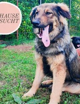 Junghund RON wartet auf sein Zuhause ❤️ - Saarbrücken