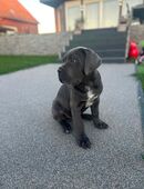 Cane Corso Welpe mit Stammbaum – 3 Monate alt, geimpft in 29451