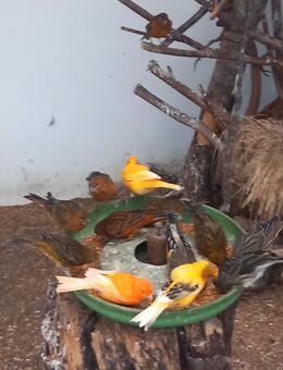 14 Kanarienvögel abzugeben - Bad Liebenwerda