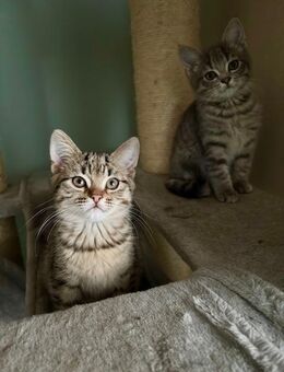 Katzenbabys Persermix/Waldkater - Geisenfeld