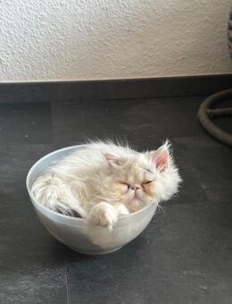 Perser Katzen - Berlin Spandau