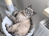 Schöne Britische Kurzhaar Katze zum weiter vergeben für eine Nette Familie - Pressig