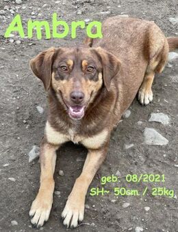 Ambra, unsere Grinsebacke - Rinteln