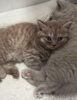 Reinrassige BKH Kitten suchen ein liebevolles Zuhause - Augsburg