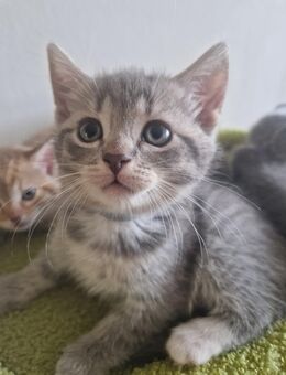 BKH Kitten ( blau) NOCH 3 ZU HABEN - Duisburg