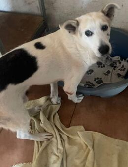 LENNY - dankbarer Rüde sucht Liebe - Velbert