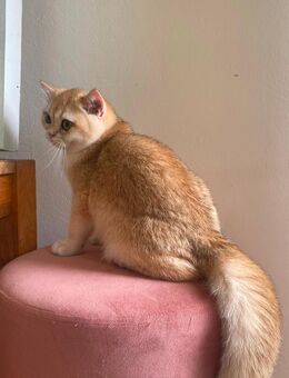 Reinrassiger BKH Kater ny 12 black golden shell Stammbaum - Hof