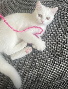 Sehr schöner kleiner Kater - Mönchengladbach