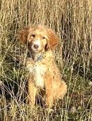 Labradoodle, ähnlich Goldendoodle Welpen abzugeben in 93449
