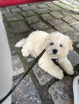 Maltipoo weiß/creme - Hamburg Harburg