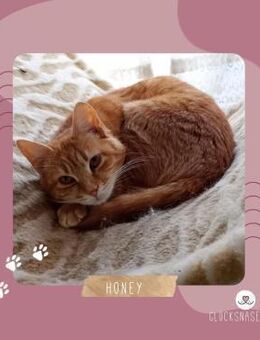 Kätzchen Honey sucht ihr Zuhause - Lalendorf