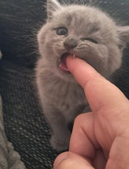 BKH Kitten Weibchen 550€ VB - Bremen