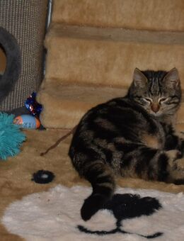 Katzenkinder suchen ihr für immer Zuhause !! - Hohenstadt