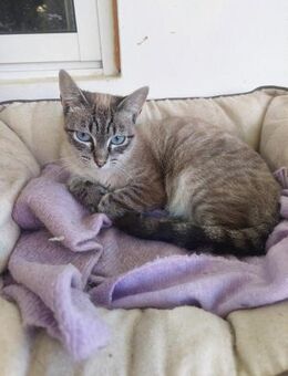 Schüchterne Fifi - Eichenzell