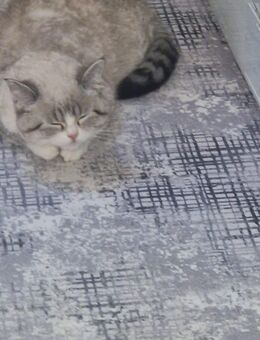 Britische Kurzhaar Baby Katze - Hannover Vahrenwald-List