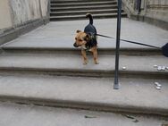 Hund zu verkaufen - Dresden