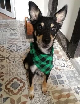 Liebevoller Rüde sucht sein Zuhause - Bochum