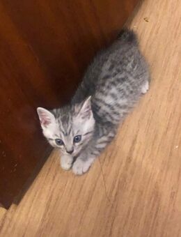 Bkh Baby Katze - Aachen