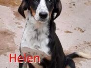 HELEN ❤ sucht Zuhause oder Pflegestelle - Langenhagen