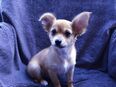 Zwei Chihuahua Rüden suchen Zuhause!!! in 45968