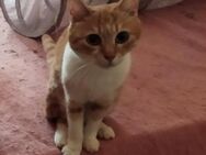 Mina aus dem Tierschutz - Grevenbroich