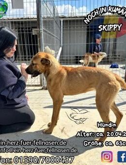 SKIPPY - freundlich-lustiges Kuschelmadl - Waakirchen