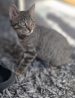Kater 11 Wochen - Hambuch