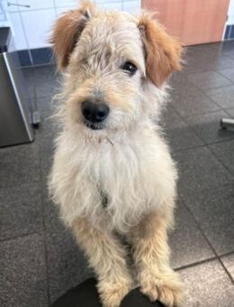 Lucky💗wartet in 78247 Schlatt am Randen - Hamburg