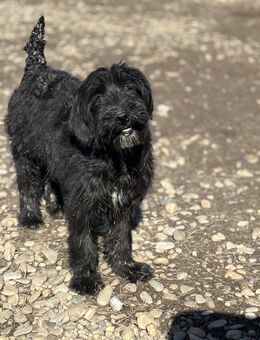 Gojo - träumt von einer Familie - Celle