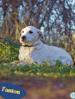 Fantom VA - sensibel, freundlich - Rheine