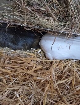 2 Meerschweinchen zur Abgabe - Brand-Erbisdorf