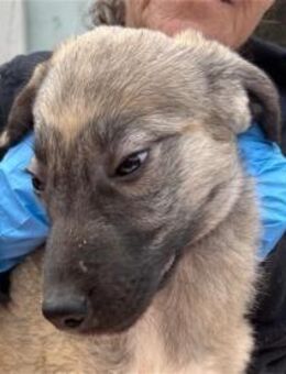 Clark - Pflegestelle oder Zuhause gesuch - Oberwies