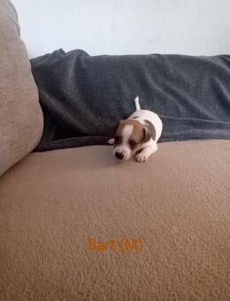 9 süße Jack-Russel/Parson-Jack-Russell Welpen suchen ein zu Hause - Preußisch Oldendorf
