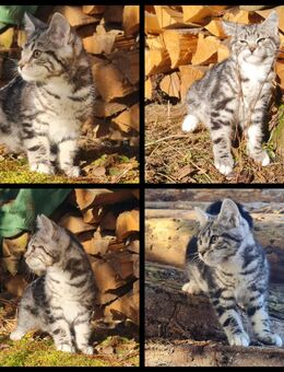 Maine Coon x europ. Kurzhaar Kitten - Kiefersfelden