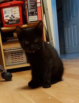 1 Katzenbaby kitten schwarz vom 28.07.2025 - Gelsenkirchen